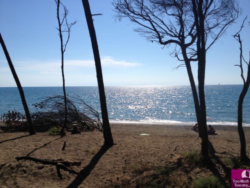 Pineta e spiaggia di Bibbona