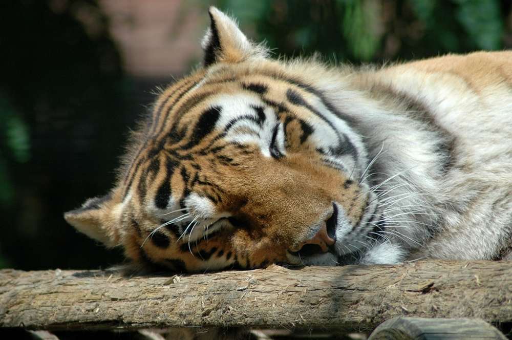 tigre zoo