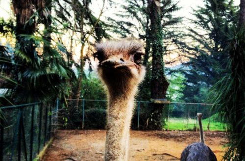 Un giorno allo Zoo di Pistoia