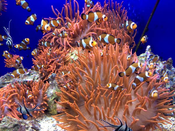 Acquario massa marittima