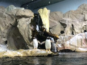 Alla scoperta dell’Acquario di Genova