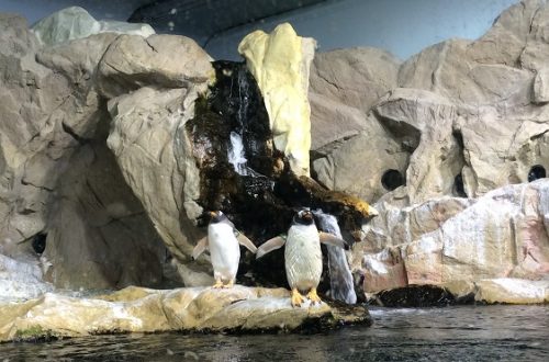 Alla scoperta dell’Acquario di Genova