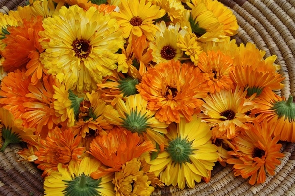 Fiori di Calendula