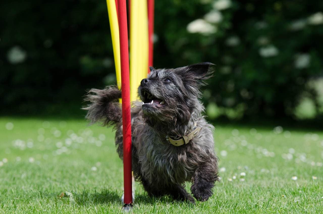 agility dog