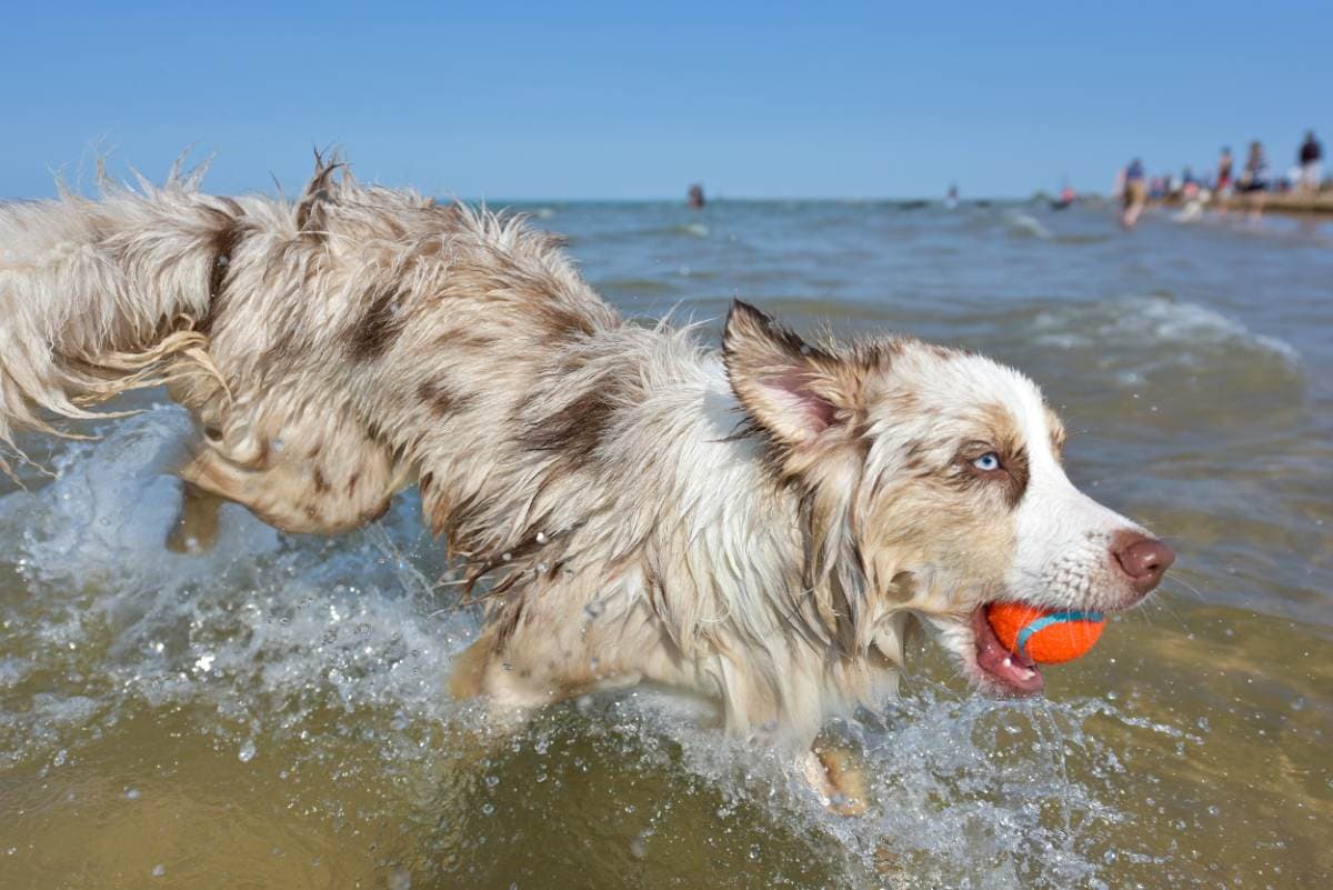 cane al mare