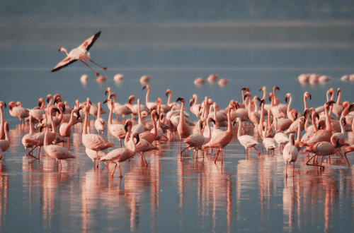 Lidi ferraresi e il Delta del Po: fra fenicotteri rosa, anguille e cappellacci