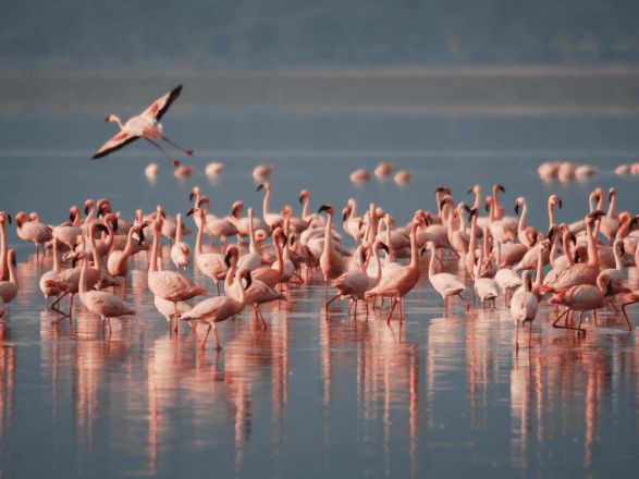 Lidi ferraresi e il Delta del Po: fra fenicotteri rosa, anguille e cappellacci