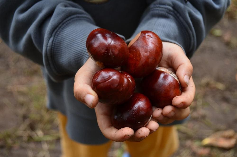 Autunno castagne