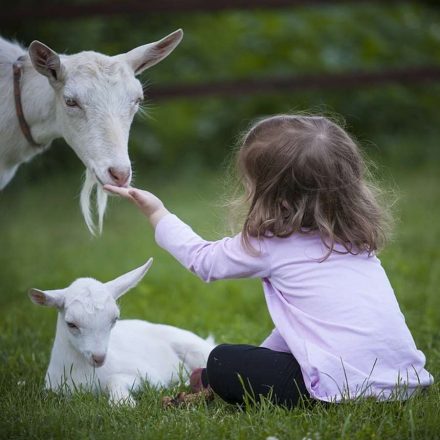 Le fattorie didattiche: una giornata nella natura, a misura di famiglia