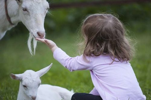 Le fattorie didattiche: una giornata nella natura, a misura di famiglia