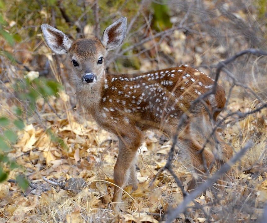 Autunno in famiglia: gite e foliage coi bambini