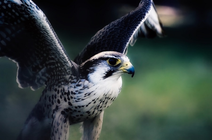 I parchi naturali nel belpaese