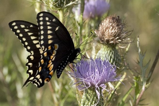 I parchi naturali nel belpaese