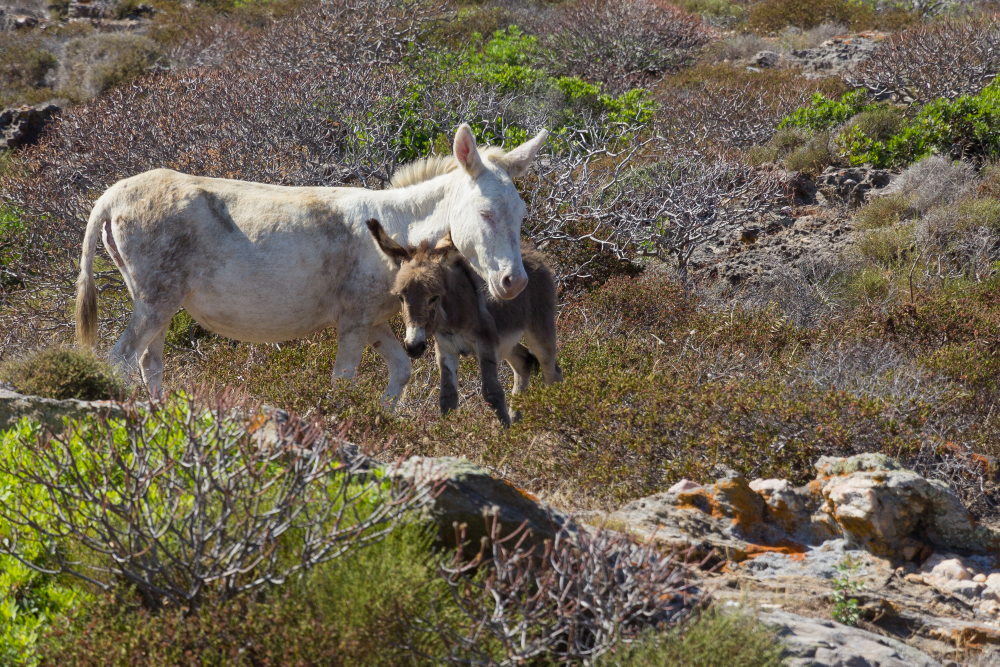 asini all'asinara nord sardegna