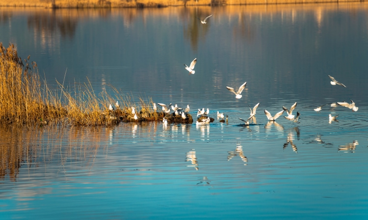 Lago di Massaciuccoli, Toscana