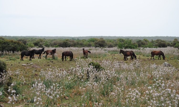 Parco della Giara, Sardegna