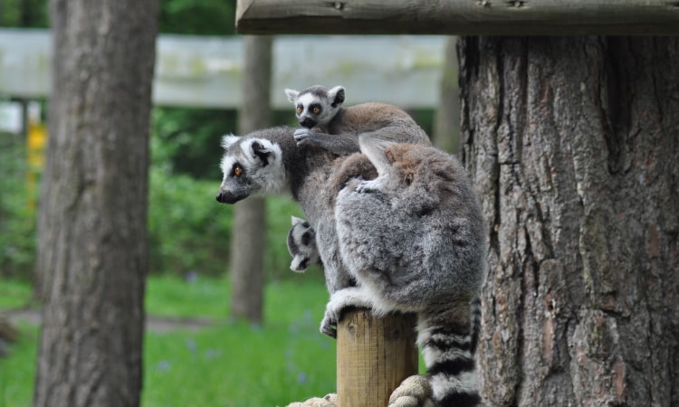 Con i bambini al Bioparco di Sicilia