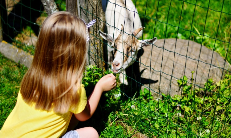 Attività estive per bambini a Folgaria