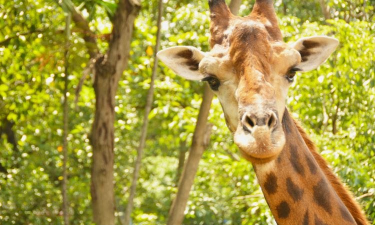 Giraffa