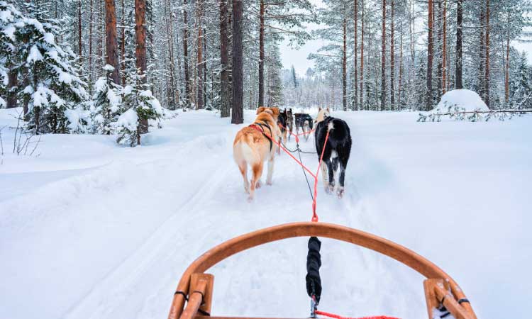 slitta trainata dai cani a Passo del Tonale con i bambini
