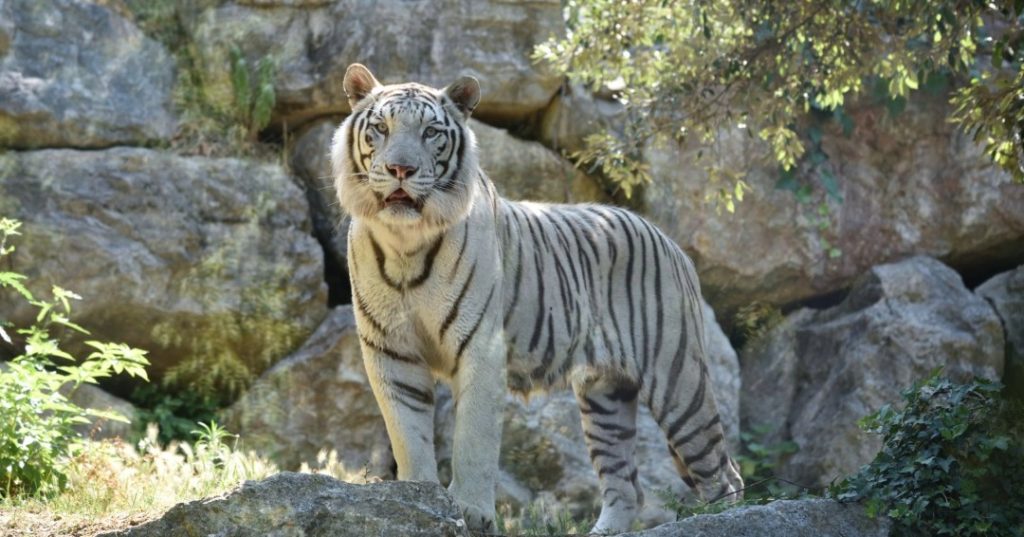 Parchi faunistici in Italia in Lombardia: tigre bianca al Parco Faunistico Le Cornelle