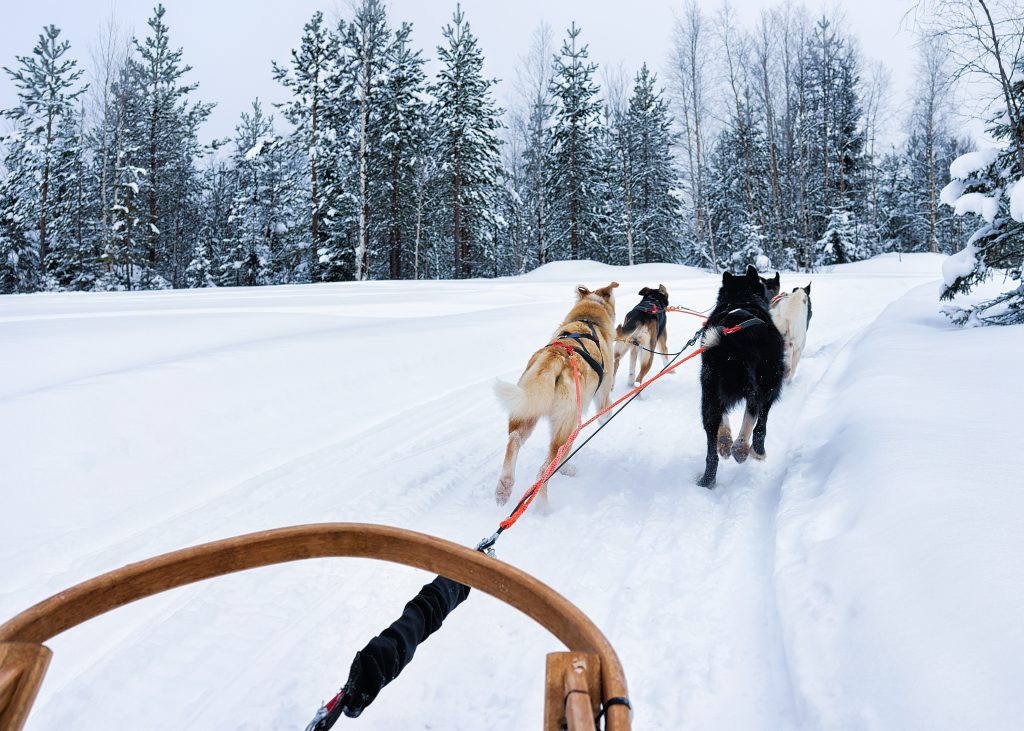 Scuola di sleddog per bambini a Lavarone, sulla slitta con i cani