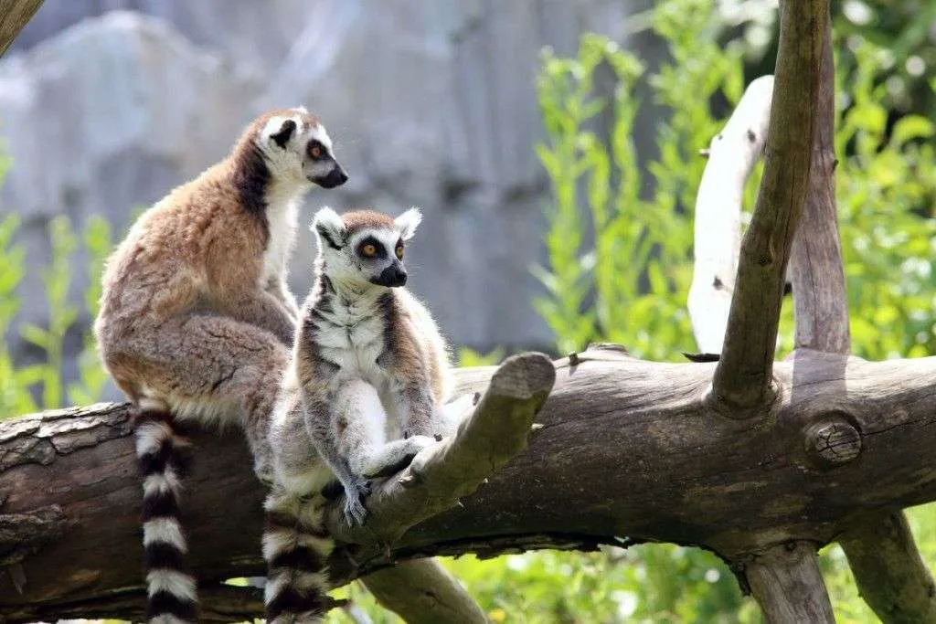 Parchi faunistici in Italia, in Toscana: lemuri al Giardino Zoologico di Pistoia
