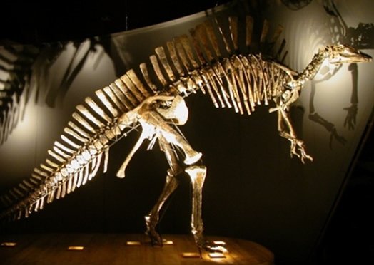Dinosauro al Museo Civico di Storia Naturale 