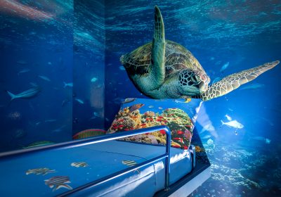 Nautilus  Family Room