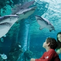Acquario di Cattolica