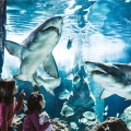 The Cattolica Aquarium - Le Navi