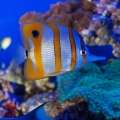 Aquarium de Gênes