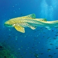 Aquarium de Livourne