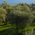 Museo dell'Olivo dei fratelli Carli