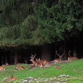 Parco Naturale Paneveggio