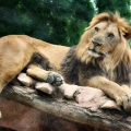 Parco Zoo