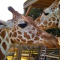 Parc Safari de Ravenne
