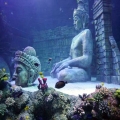 Sea Life
