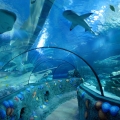 Sea Life
