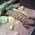 Tropicarium