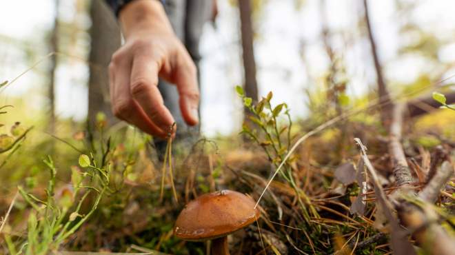 Magia d'Autunno in Piemonte: Un Weekend Tra Colori e Profumi d’Autunno
