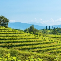 I vigneti di Buttrio a Collio Friulano in provincia di Udine