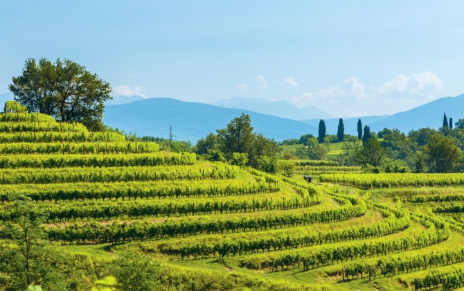 I vigneti di Buttrio a Collio Friulano in provincia di Udine