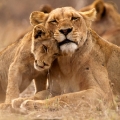 Safari Park