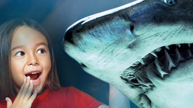 CATTOLICA AQUARIUM, A VOYAGE TO THE BOTTOM OF THE SEA