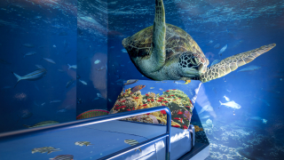 Chambre Nautilus Expérience sur la mer pour le pont de printemps