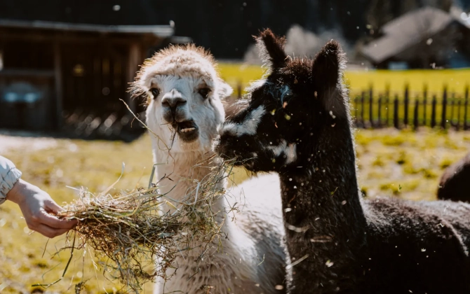 Family Hotel Bergschlössl
