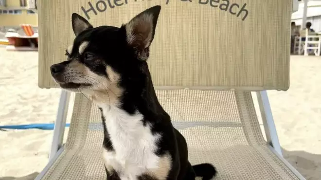 Giugno nella nostra SPIAGGIA PRIVATA insieme al tuo cane!