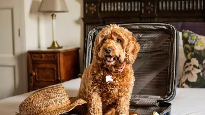 Offerta Pet Friendly