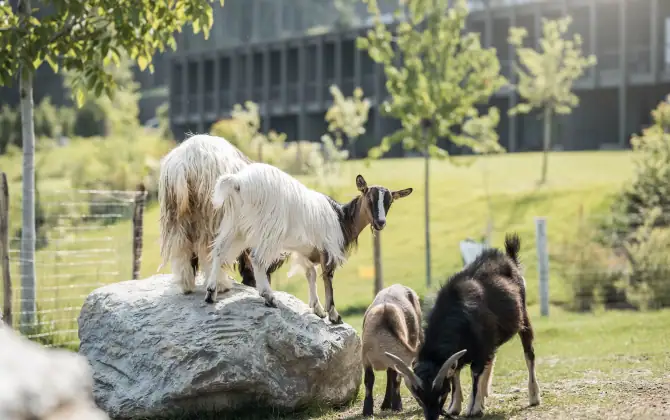 AKI Family Resort PLOSE